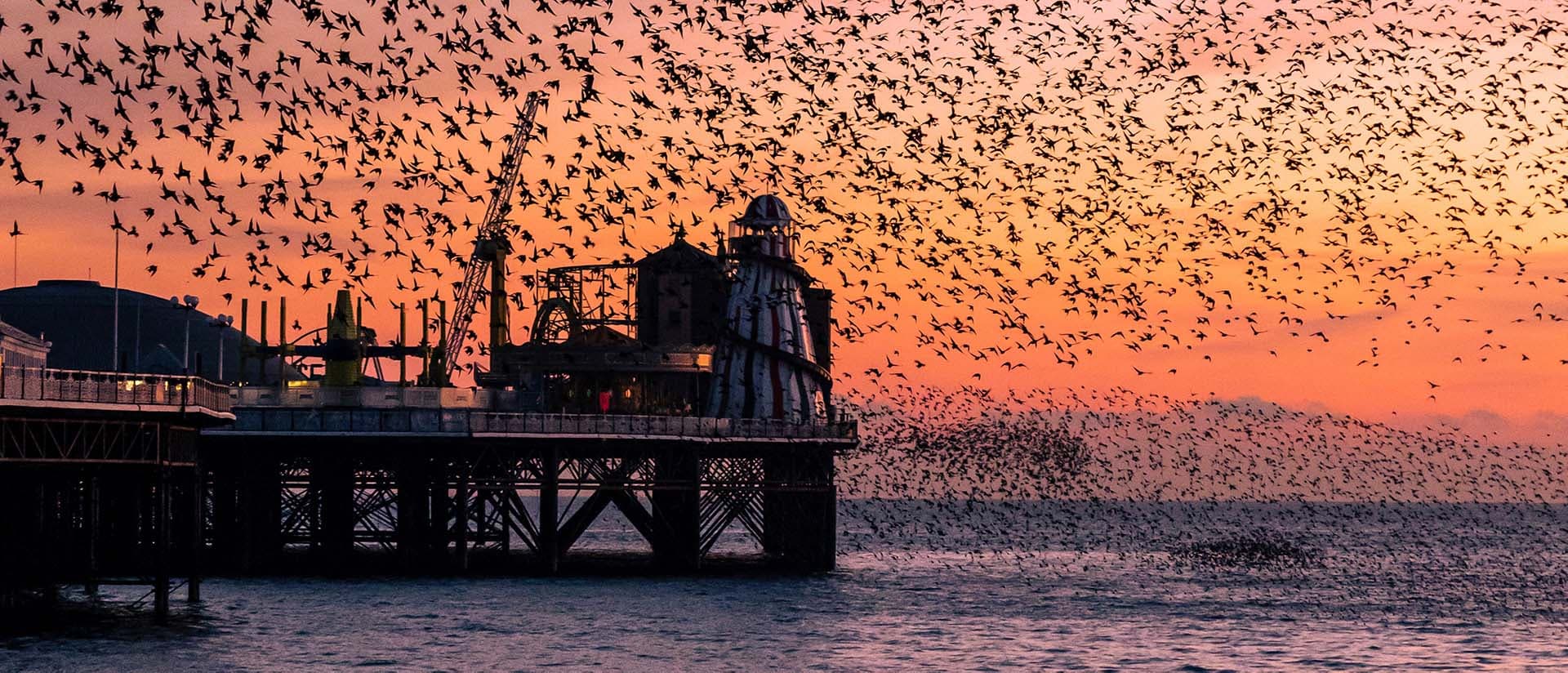Starlings flying above Brighton Palace Pier at sunset